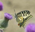 /album/galleria-foto-farfalle/papilio-machaon-jpg1/